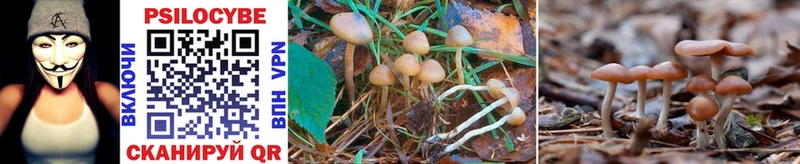 Купить закладки  Тихорецк  Псилоцибиновые грибы Psilocybe 